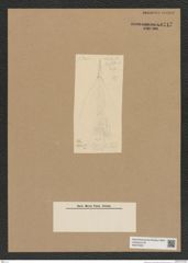 Diatomeae indet. Zeichnungen Sammlung Grunow Nr. 6717 (NHMW-BOT-W0375525)